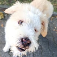 Imo unser Pechvogel, Hund zur Adoption