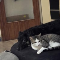 WOLFI - bisschen lernen will ich noch, Hund zur Adoption