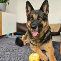 Lila - Anfängerhund, Hündin zur Adoption