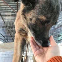 Angeli musste nach 28 Stunden gehen..., Hündin zur Adoption