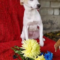 Simba möchte dein Herz erobern, Hund zur Adoption