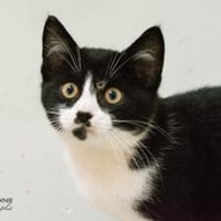 Frenan, Kater zur Adoption