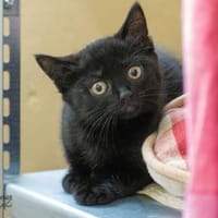 Nafisa + Nafia, Katze zur Adoption