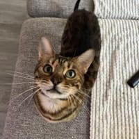 Leopold - wunderschöner Bengalkater, Kater zur Adoption