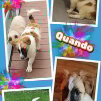Kleiner Quando- wartet auf Besuch!, Hund zur Adoption