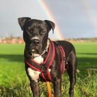 LUPO  ein fröhlicher Schalk mit großem, Hund zur Adoption