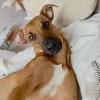 ERWIN - vom schüchternen Entdecker zum t, Hund zur Adoption