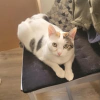 Liebe Fleki (FIV) sucht ihre Familie, Katze zur Adoption