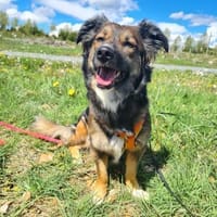 Lilly - sportliche tolle Hündin, Hündin zur Adoption