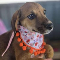 Mandy, klein, zart sucht Liebe, Hündin zur Adoption