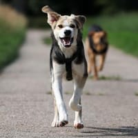 PLUMA - perfekte Junghündin ❤, Hündin zur Adoption