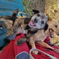 Uschi und Jack - Unzertrennlich, Hund zur Adoption
