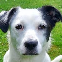 SUNNY-freundliche,hübsche  Hündin,34 cm, Hündin zur Adoption