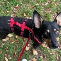 Bali - ausgeglichen, zutraulich - in DE, Hund zur Adoption