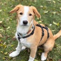 Orlando sucht seine Lieblingsmenschen, Hund zur Adoption