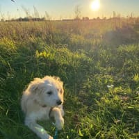 SAMSARA sucht ihre Familie, Hündin zur Adoption