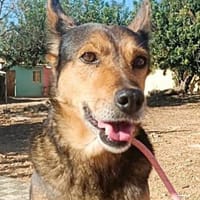 Laika - hofft auf ein warmes Körbchen, Hündin zur Adoption