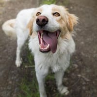 Ein cooler Typ - Attila wunderschön, Hund zur Adoption