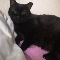 Blinde Yazz - ganz liebe Maus, Katze zur Adoption