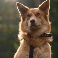 Rachel - Junghündin auf PS in Hessen, Hündin zur Adoption