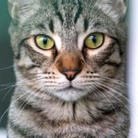 Junger, lieber, verträglicher Kater Saco, Kater zur Adoption