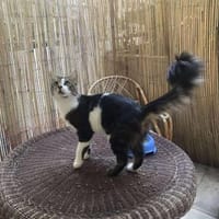 Zazou aus dem Tierschutz, Kater zur Adoption