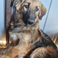 🌸🐾 JURI sucht ein Zuhause 🐾🌸, Hund zur Adoption