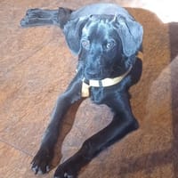 Scorpius  ist ein kleines Hundekind, Hund zur Adoption