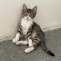 Jasper - kl. Entdecker sucht gr. Glück, Kater zur Adoption