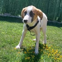 Zara, Hündin zur Adoption