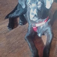 LUCIUS  💚💚💚 hat sonnigen Charakter, Hund zur Adoption