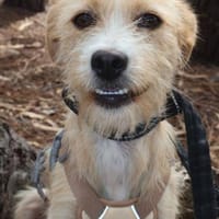 Maggie auf Pflegestelle, Hündin zur Adoption