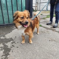 LITHIUM VAA, chien à adopter