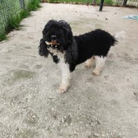 PACHA VAA, chien à adopter