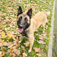 LOUNA, chienne à adopter