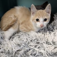 ROLLY, chat à adopter