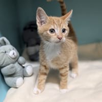 ZORA, chatte à adopter