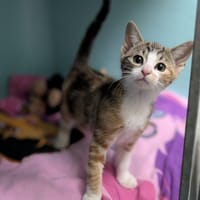 MAXINE, chatte à adopter