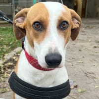 MIDJOUZA, chienne à adopter