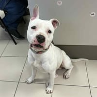 TAO, chien à adopter