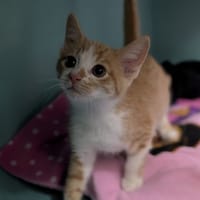 GINNIE, chatte à adopter