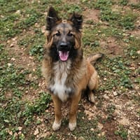 basile, chien à adopter