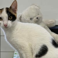 PECHE, chatte à adopter