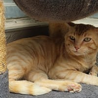 Loïc, chat à adopter