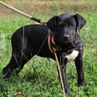 MAA 3527, chienne à adopter