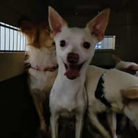 MOZART QCN, chien à adopter