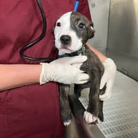 ALYA, chienne à adopter