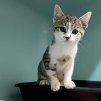 MIAVLY, chatte à adopter