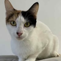 AMI, chatte à adopter