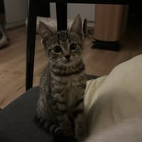 SUNNY, chatte à adopter